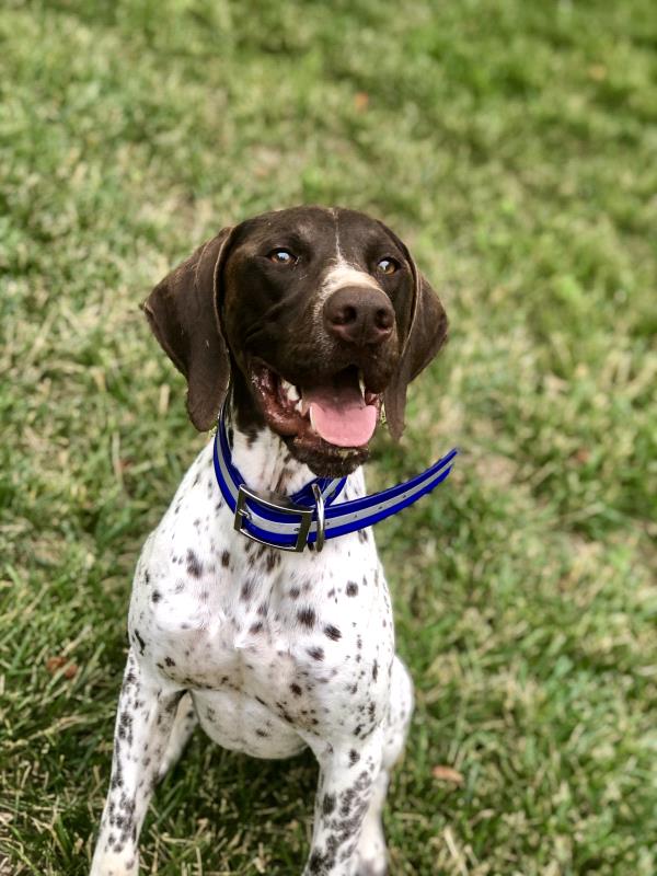 /images/uploads/southeast german shorthaired pointer rescue/segspcalendarcontest2019/entries/11727thumb.jpg
